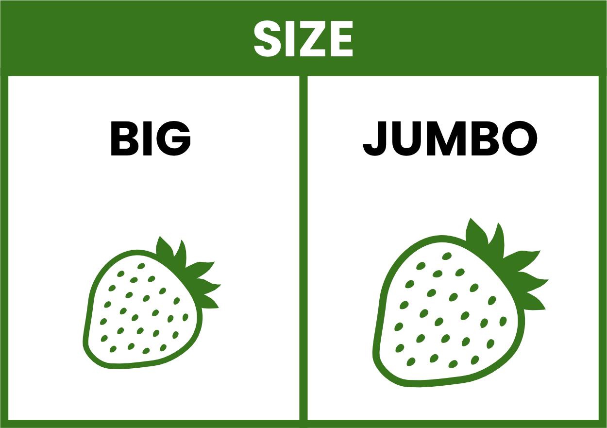 XP_strawberry_sizes