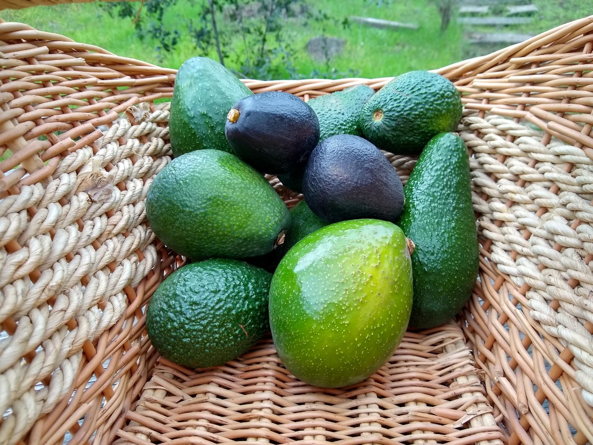 heat-tolerance-of-avocado-varieties